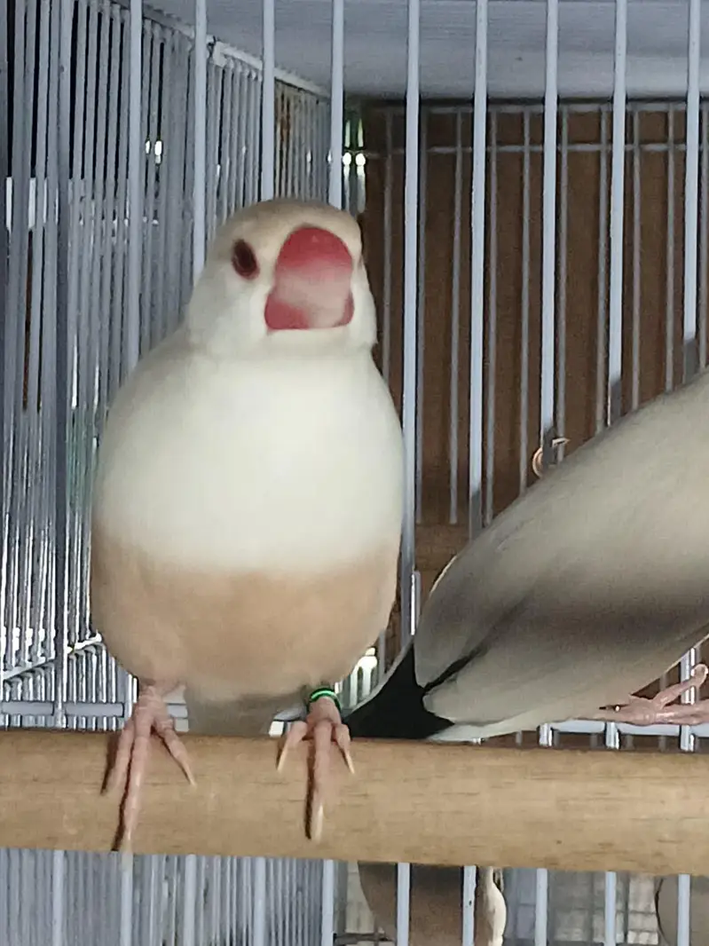 Budgies,Jawa white silver and grey — photo 12