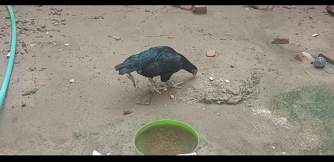 Mainwali aseel murgi for sale — photo 3