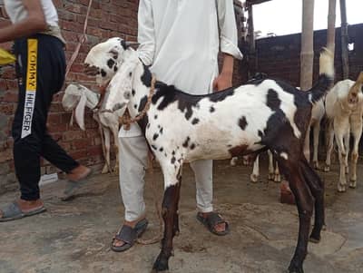 breeder quality bacha for sale