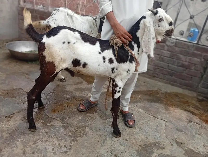 breeder quality bacha for sale — photo 2