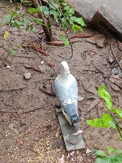 sentient breeder pair urgent for sale whatapp 03143249273