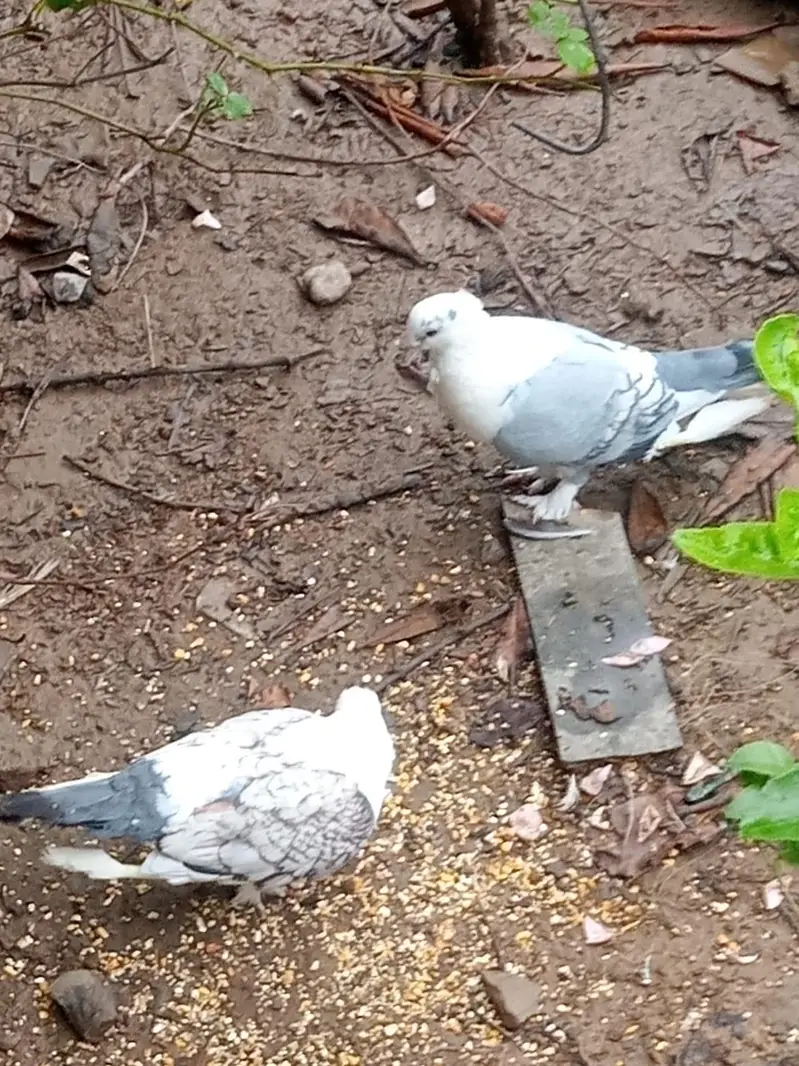 sentient breeder pair urgent for sale whatapp 03143249273 — photo 2