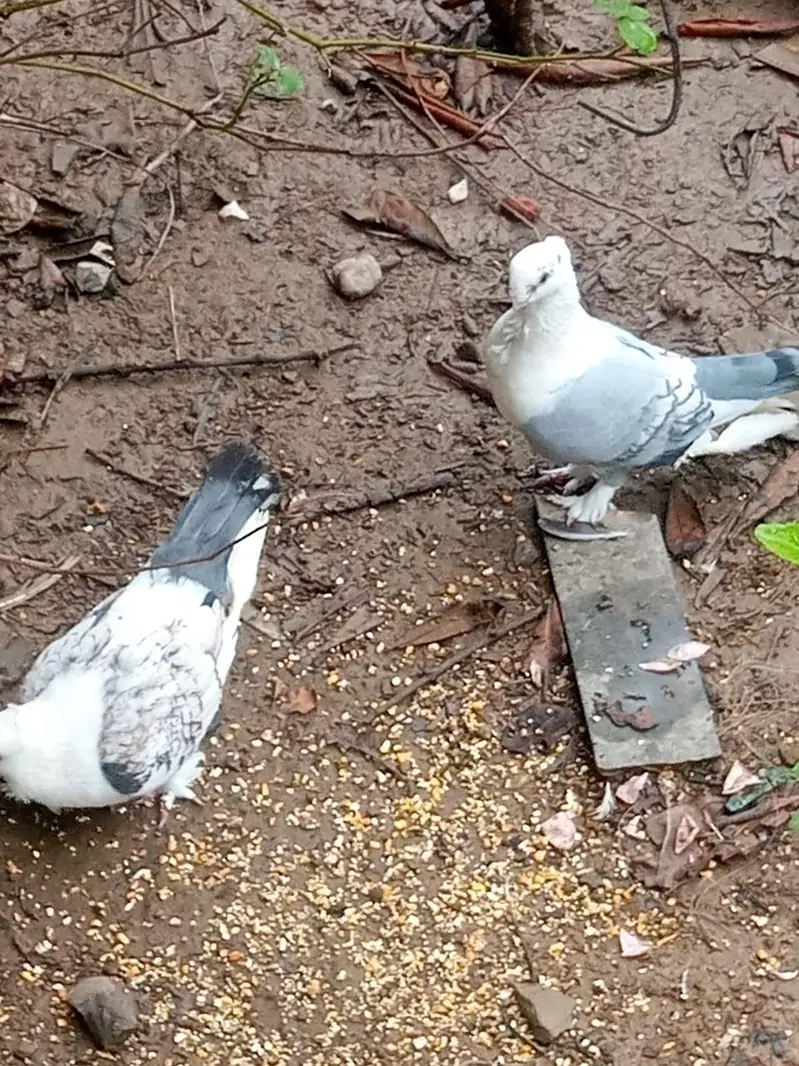 sentient breeder pair urgent for sale whatapp 03143249273 — photo 3