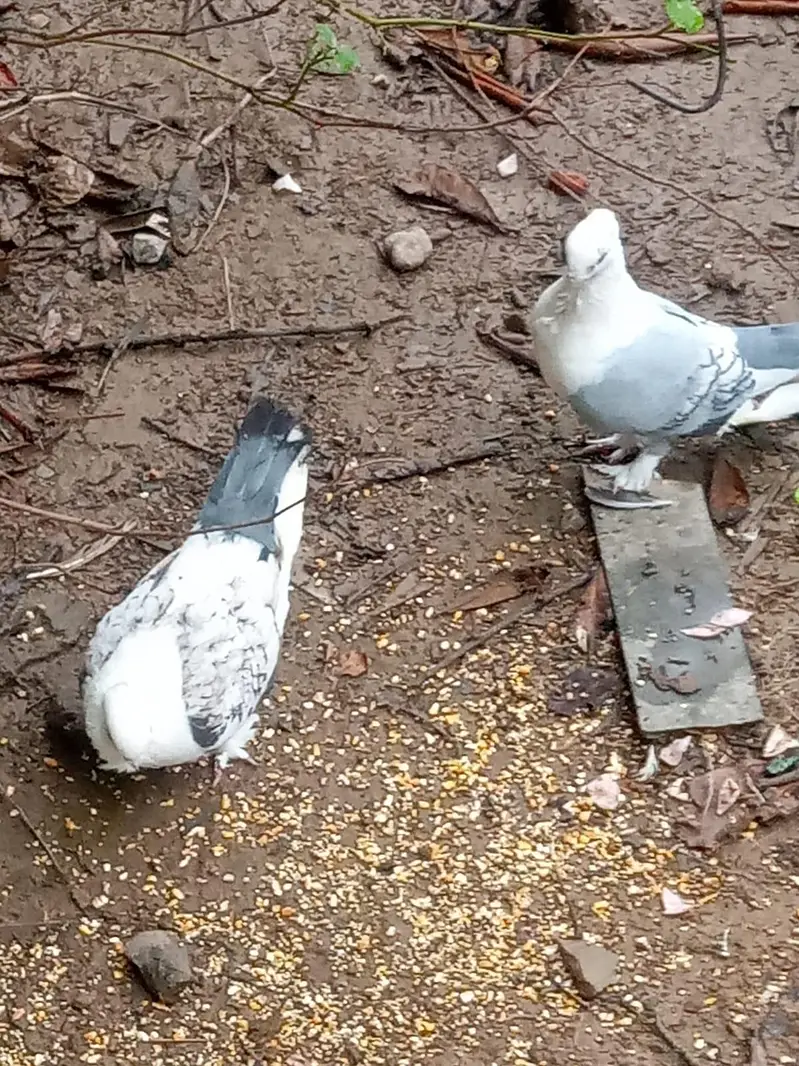 sentient breeder pair urgent for sale whatapp 03143249273 — photo 4