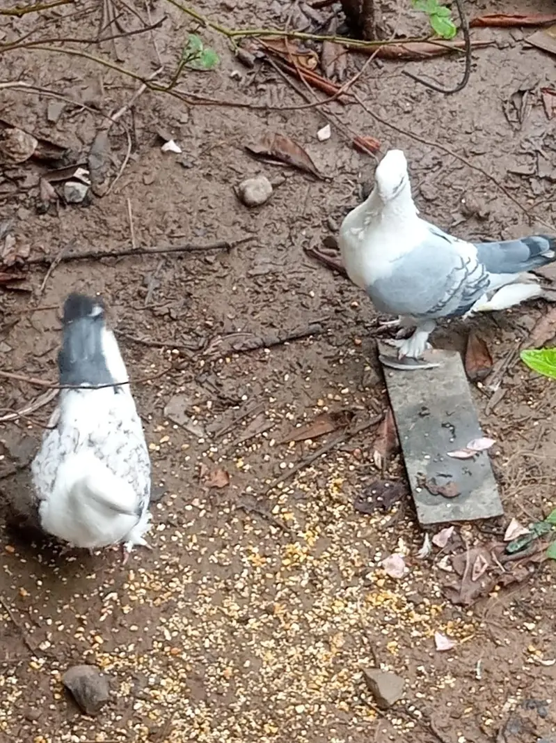 sentient breeder pair urgent for sale whatapp 03143249273 — photo 5