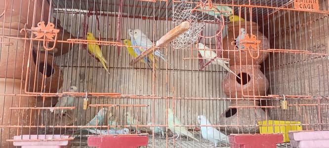 breeders pairs of budgies with Babies and cage