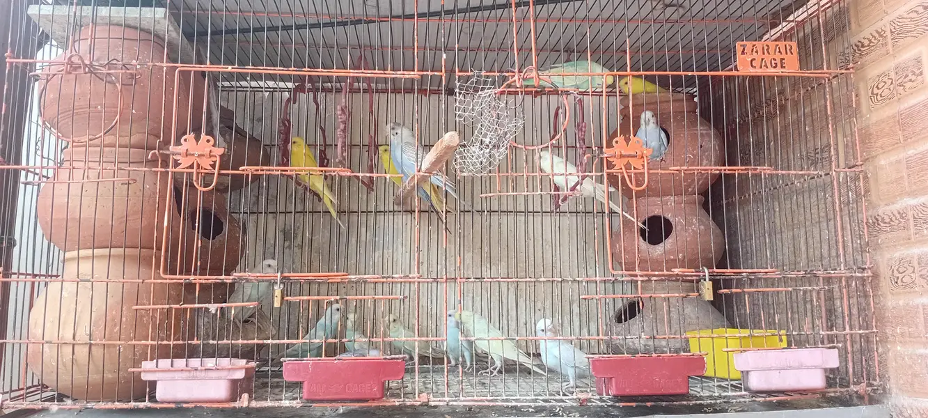 breeders pairs of budgies with Babies and cage — photo 2