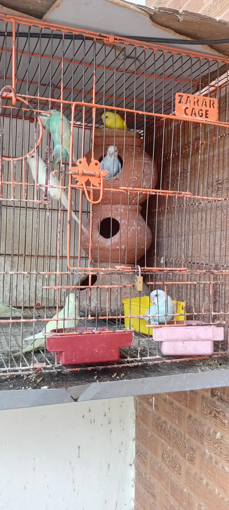 breeders pairs of budgies with Babies and cage — photo 3