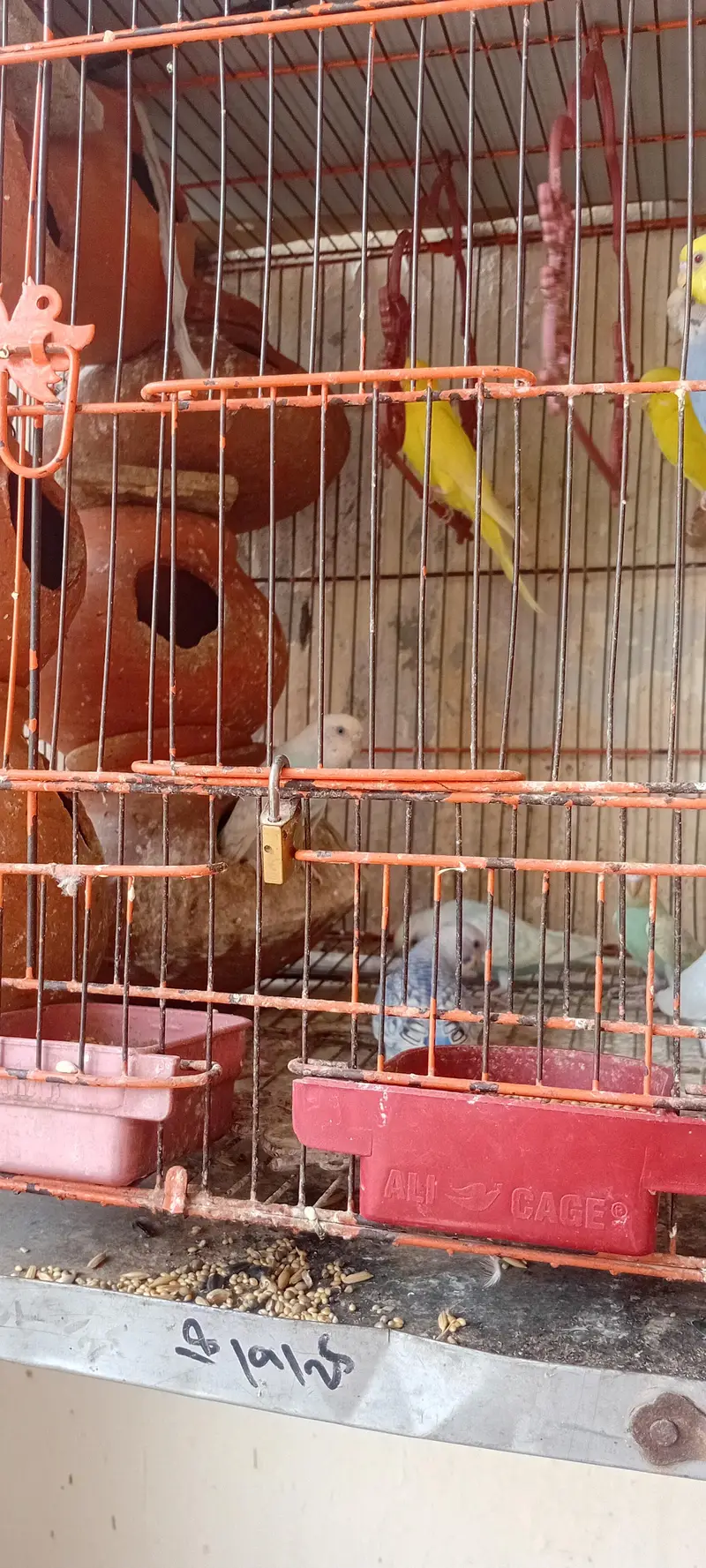 breeders pairs of budgies with Babies and cage — photo 4