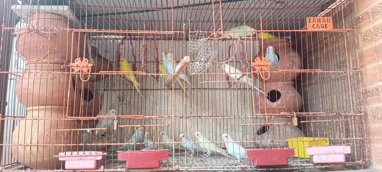 breeders pairs of budgies with Babies and cage — photo 5