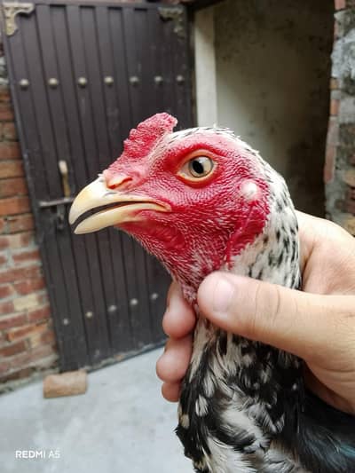 Pure Pakoya paired/ha Aseel Patha (8 Months) - Top Quality & Height