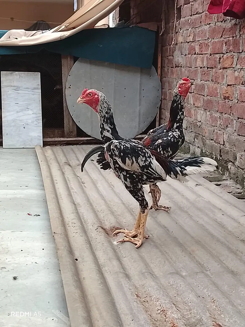Pure Pakoya paired/ha Aseel Patha (8 Months) - Top Quality & Height — photo 2