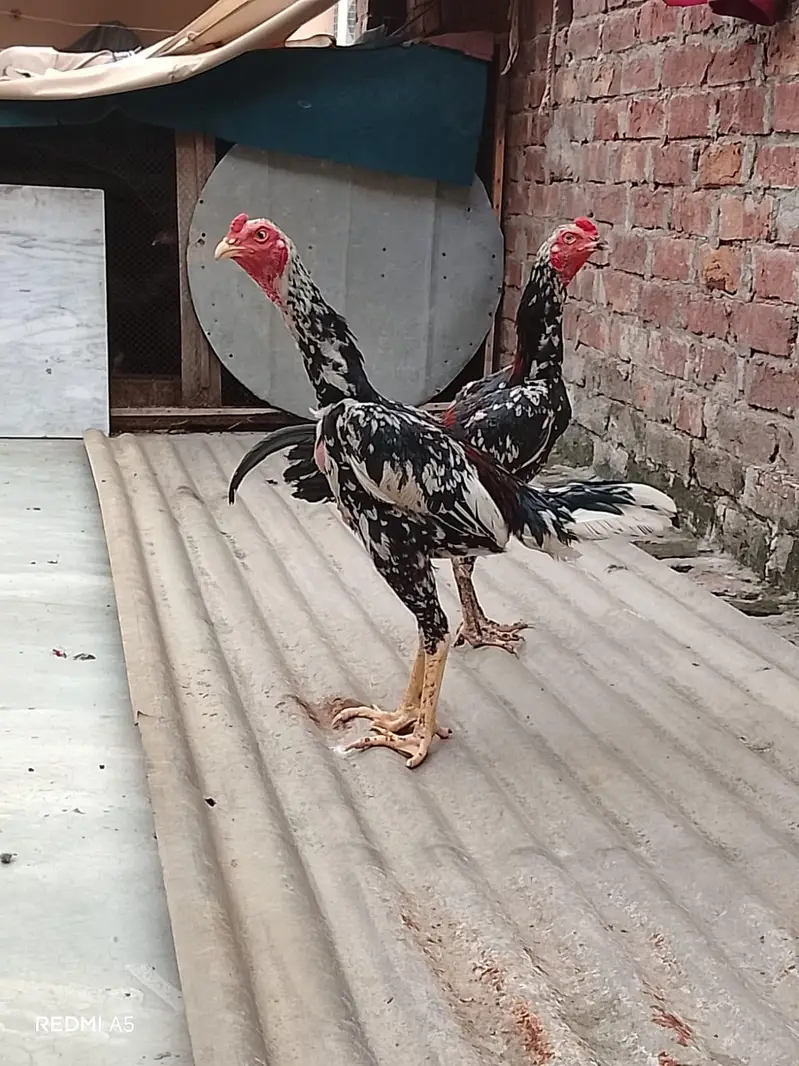 Pure Pakoya paired/ha Aseel Patha (8 Months) - Top Quality & Height — photo 3