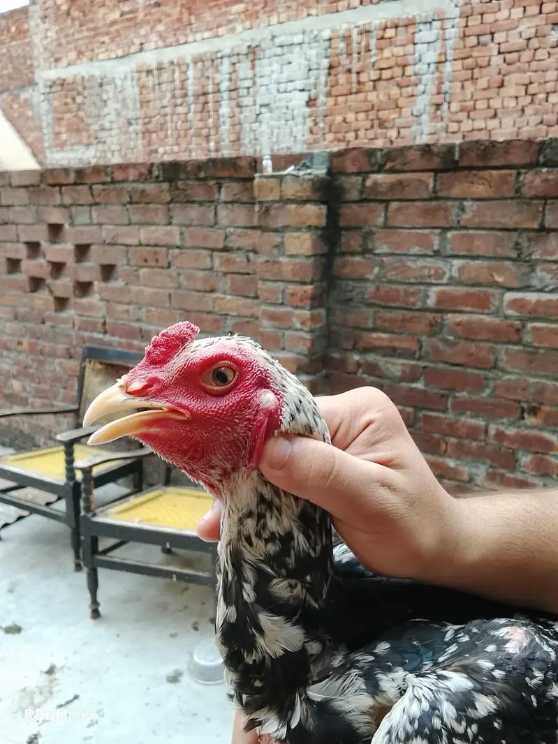 Pure Pakoya paired/ha Aseel Patha (8 Months) - Top Quality & Height — photo 6
