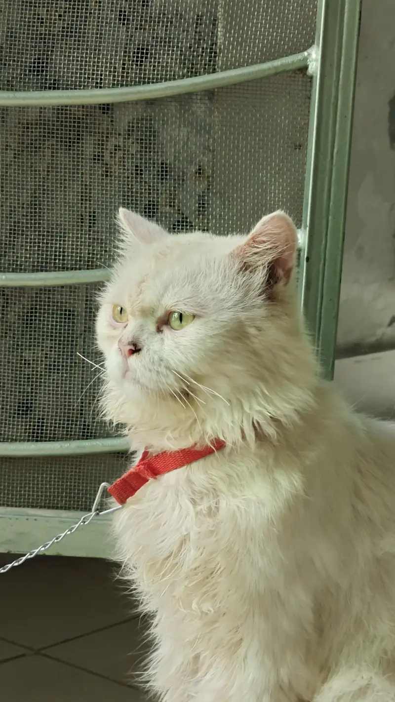 percian cat for sale — photo 4