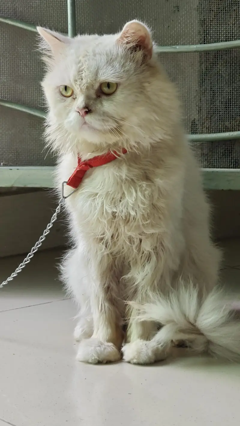 percian cat for sale — photo 5