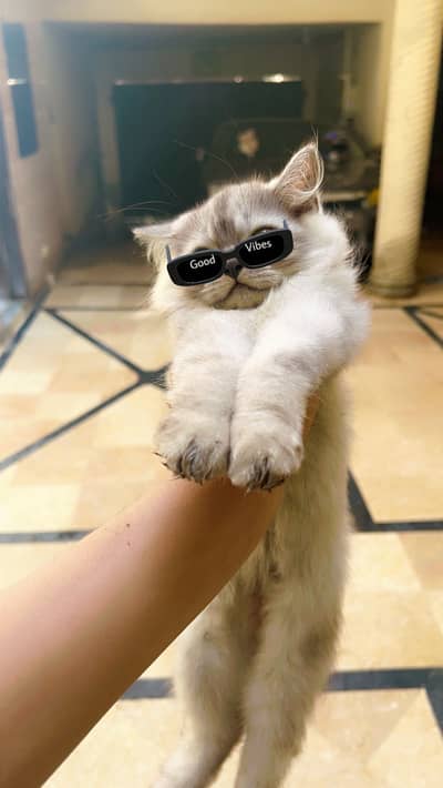 Persian Healthy Kittens