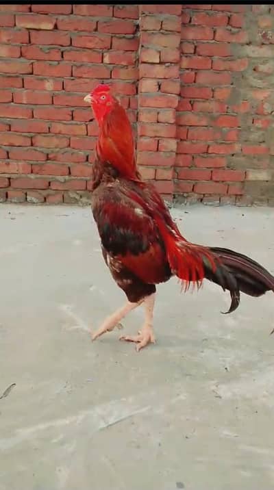 pure Turkish hint aseel video available hai