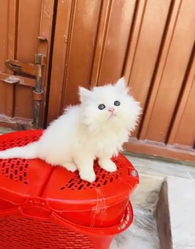 (Persian female kitten) (for sale all) (Pakistan delivery available)
