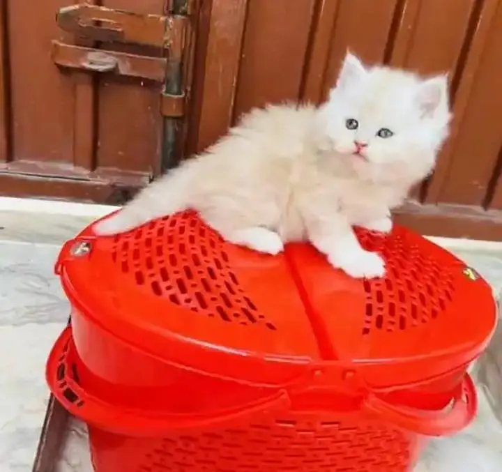 (Persian female kitten) (for sale all) (Pakistan delivery available) — photo 2
