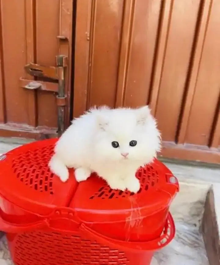 (Persian female kitten) (for sale all) (Pakistan delivery available) — photo 3