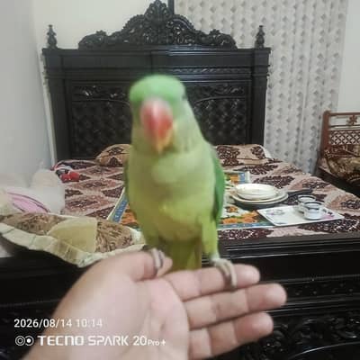 ,1 raw parrots for sale