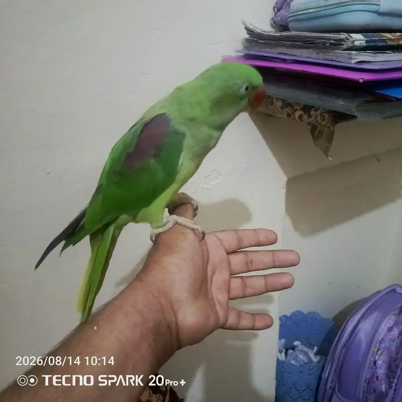 ,1 raw parrots for sale — photo 2