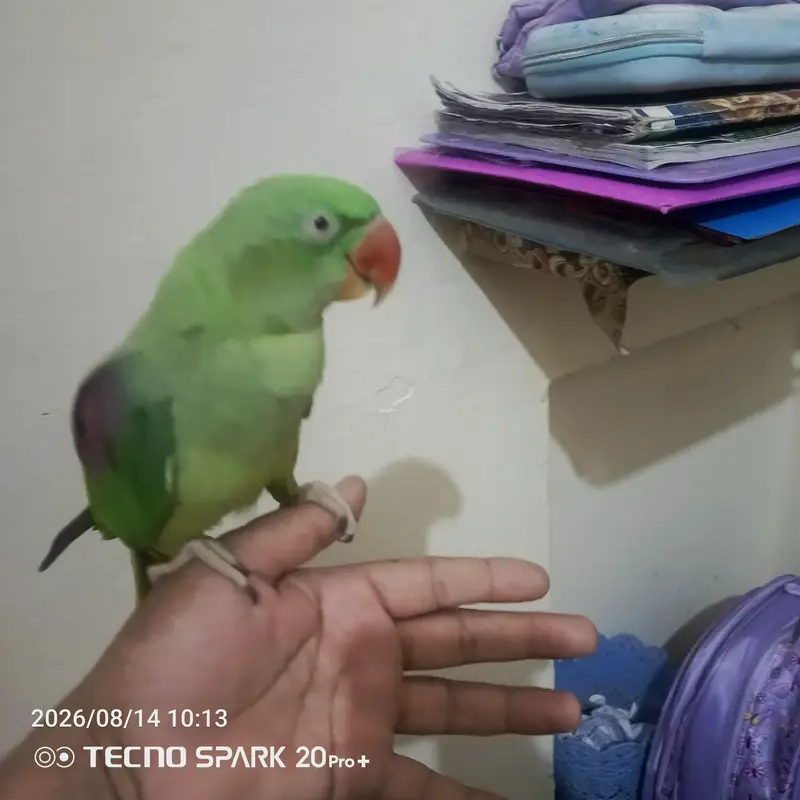 ,1 raw parrots for sale — photo 3