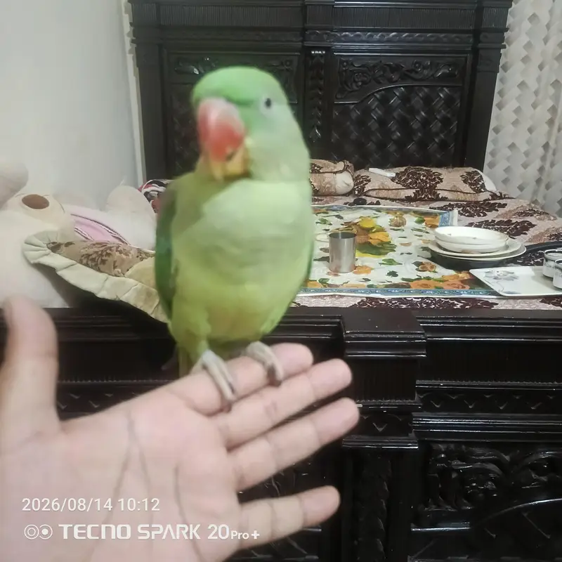 ,1 raw parrots for sale — photo 4