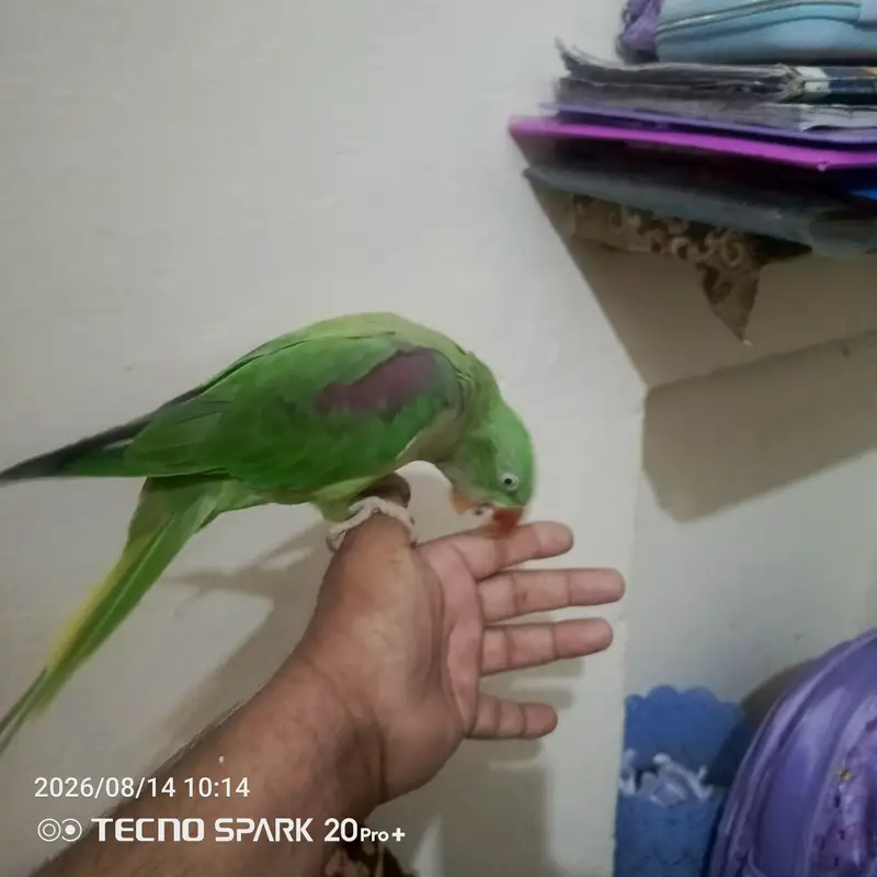 ,1 raw parrots for sale — photo 5
