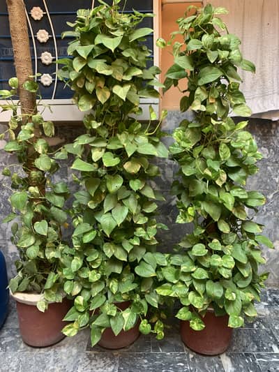 MONEY PLANTS FOR SALE. . . . . . . . BABY+YOUNG+LARGE
