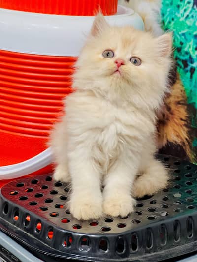 parshion kitten cat male and female British