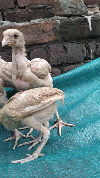 Shamo heera cross chick