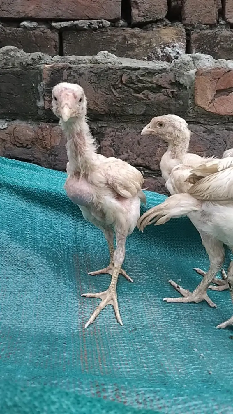 Shamo heera cross chick — photo 2