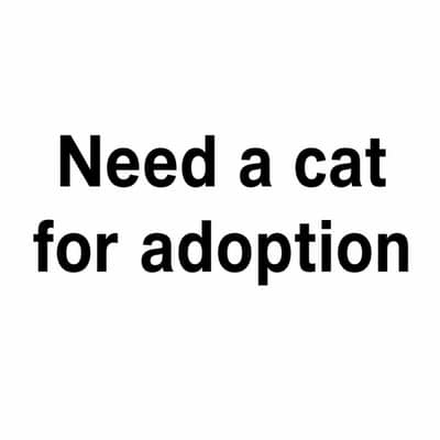 need a Persian or other breed female cat for adoption