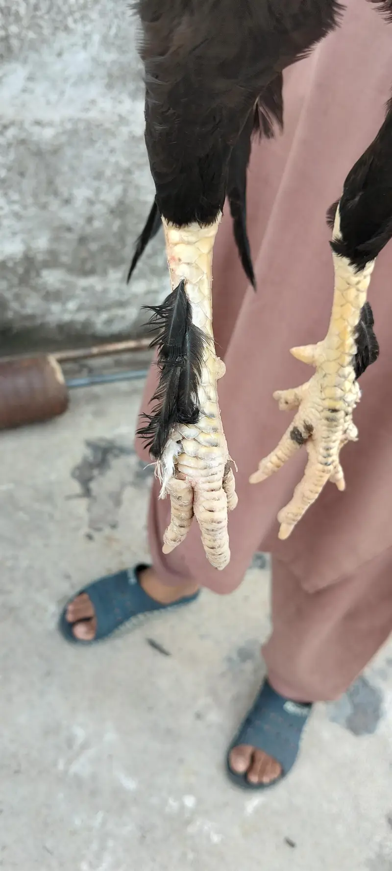 Aseel murgha — photo 2