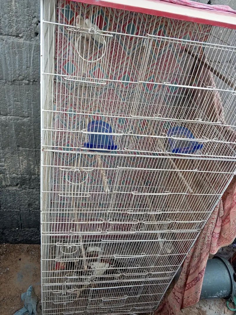 Love Bird Cage — photo 4