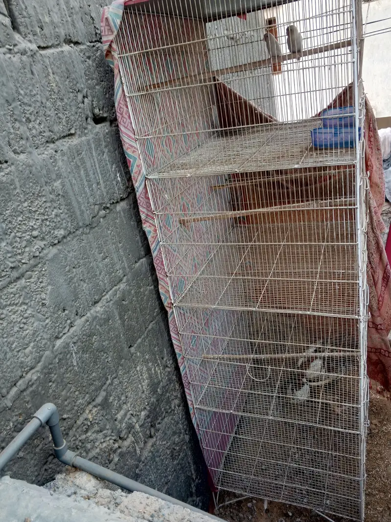 Love Bird Cage — photo 5