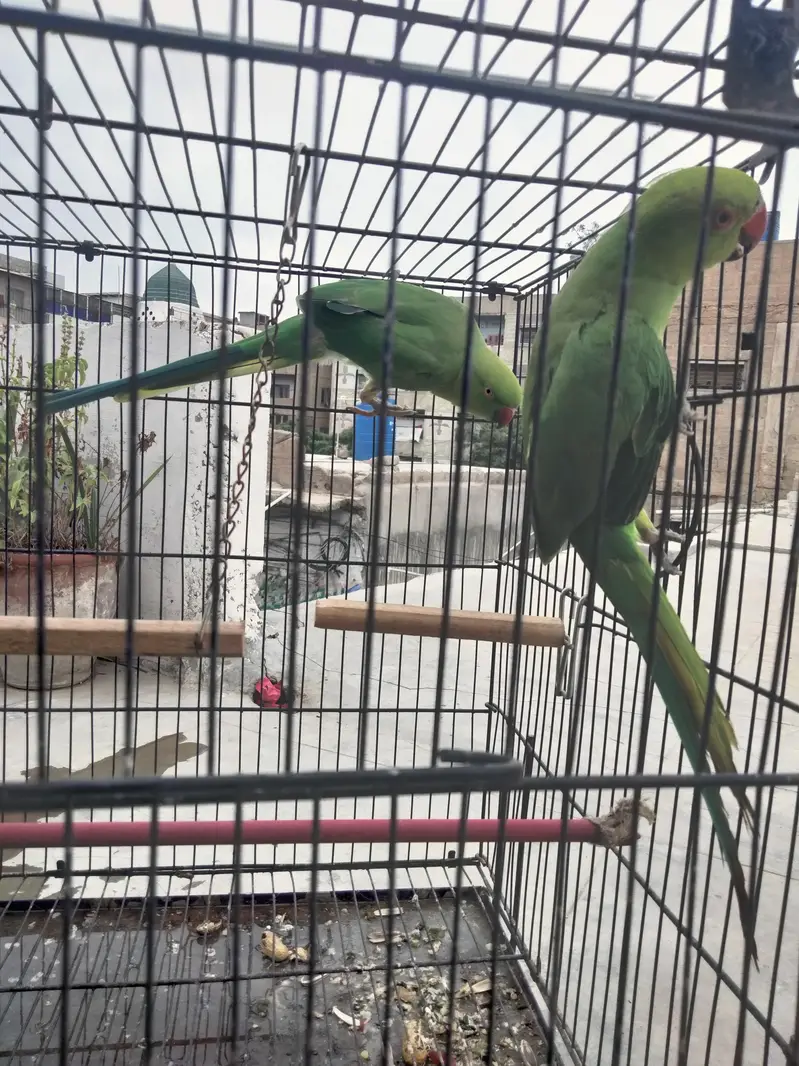 Good talking Healthy birds — photo 2