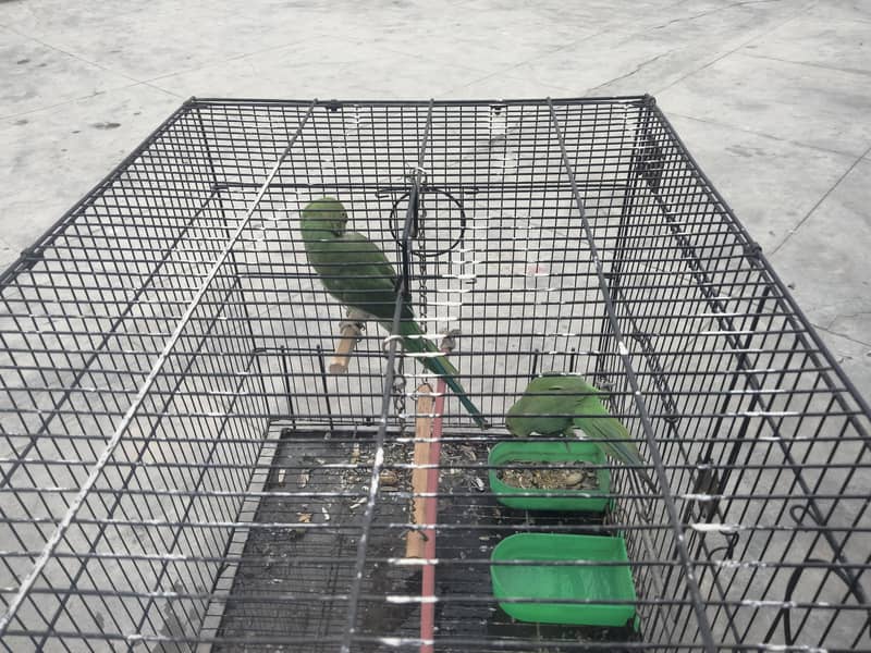 Good talking Healthy birds 2