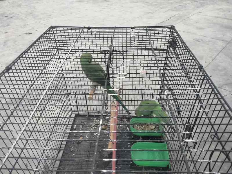 Good talking Healthy birds — photo 3