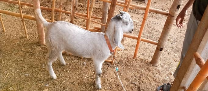 goat children male and female