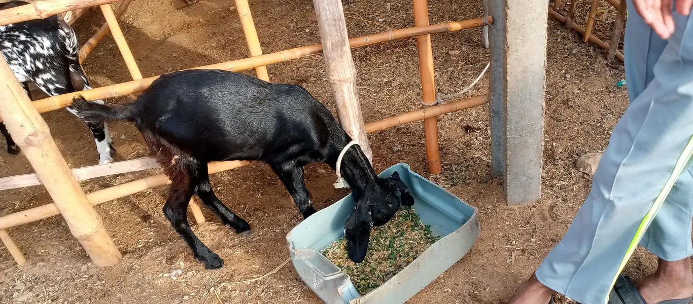 goat children male and female — photo 2