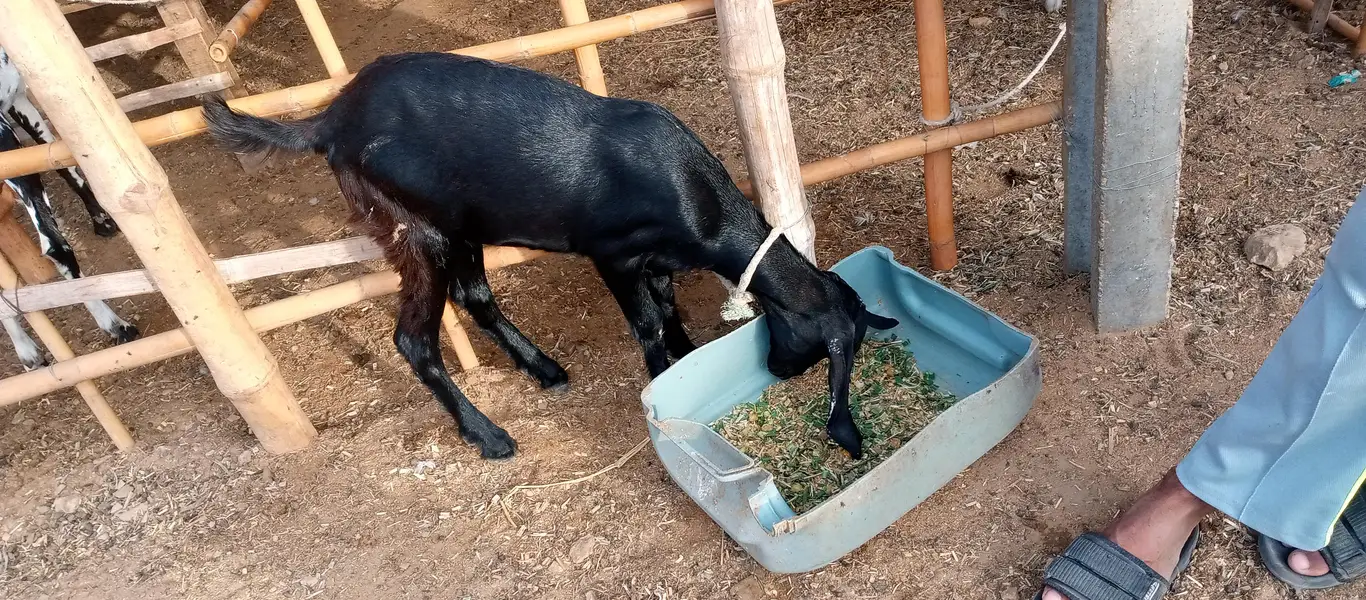 goat children male and female — photo 3