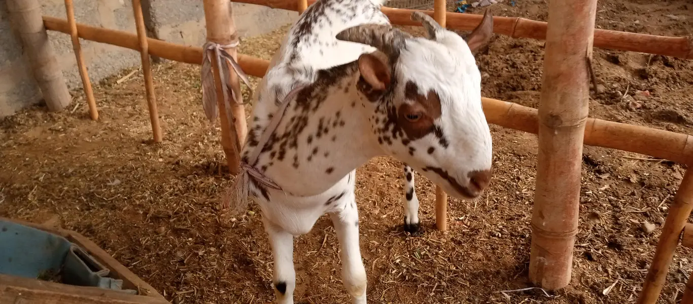 goat children male and female — photo 4