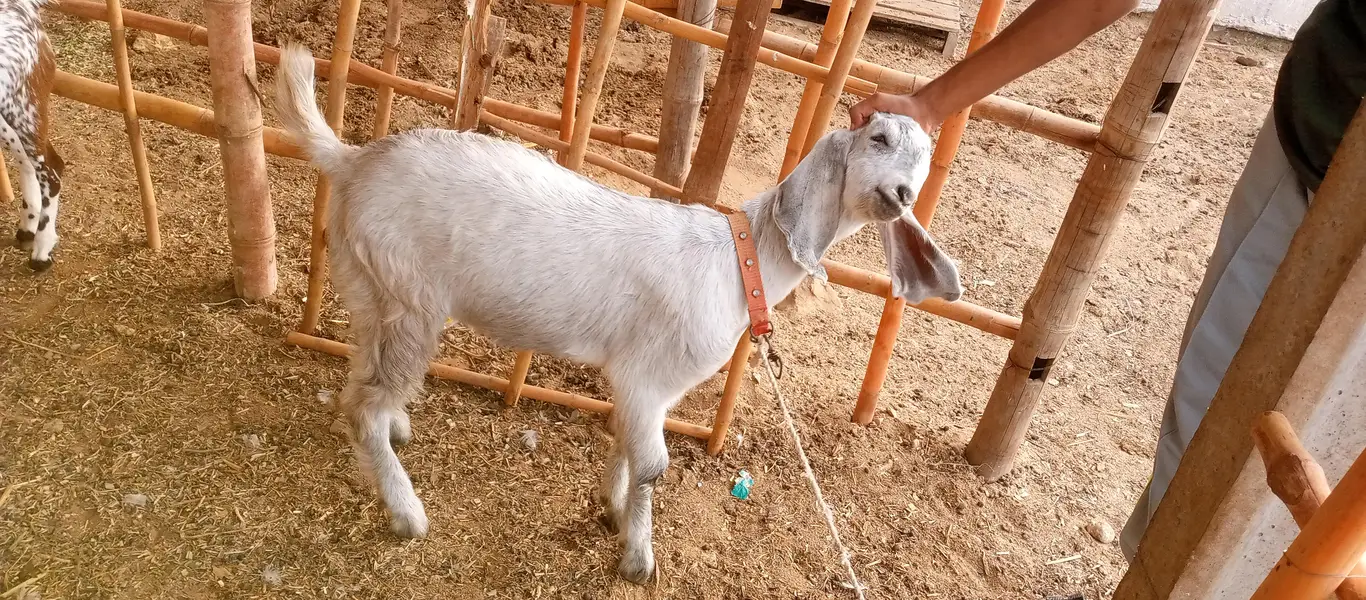 goat children male and female — photo 5