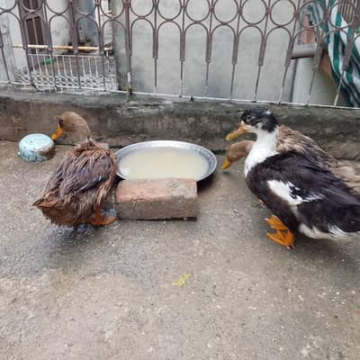 Urgent Ducks Sale