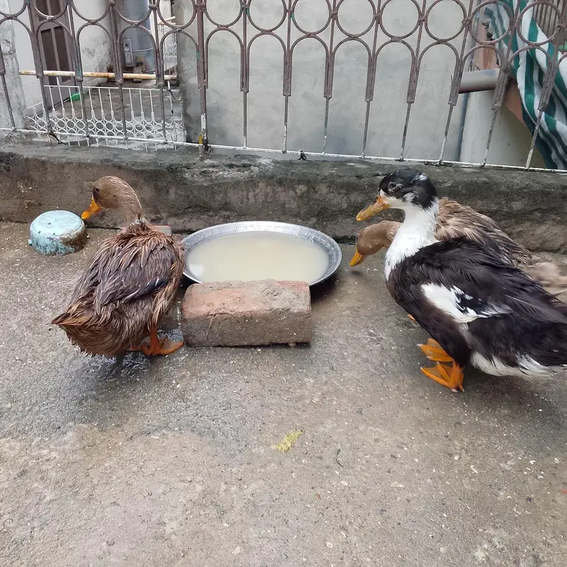 Urgent Ducks Sale