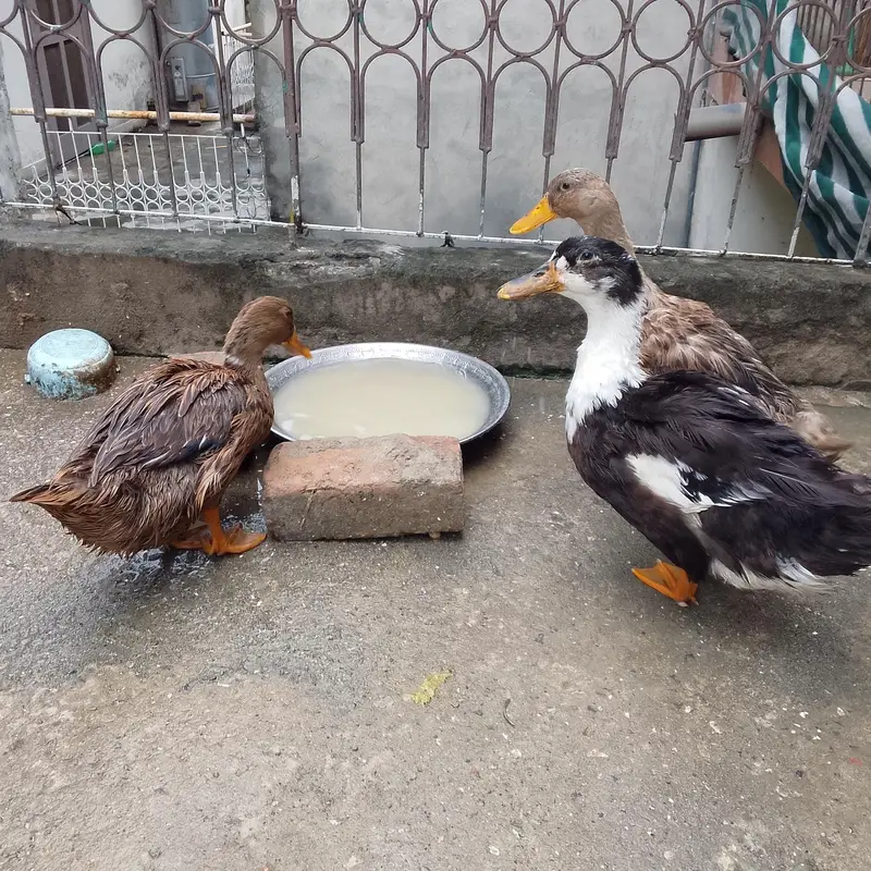 Urgent Ducks Sale — photo 2