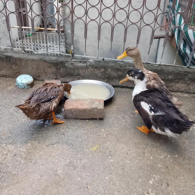 Urgent Ducks Sale — photo 3